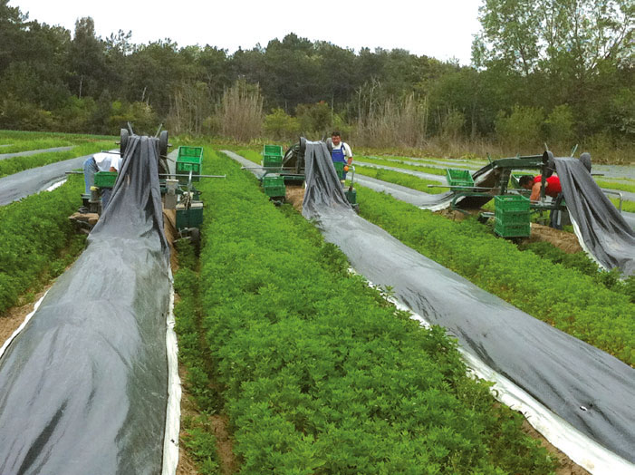 Esterno Cooperativa Agricola Bibione Uniconfort